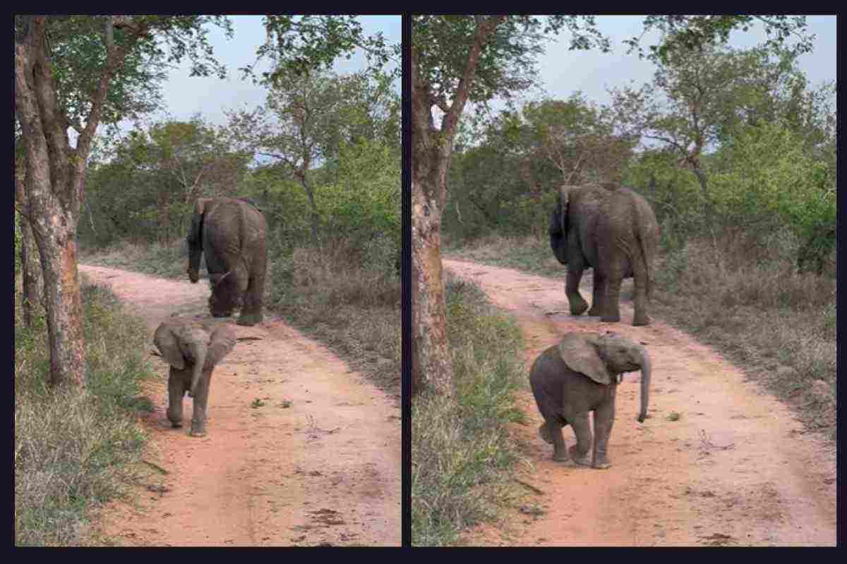 Elefantino coraggioso attacca i turisti