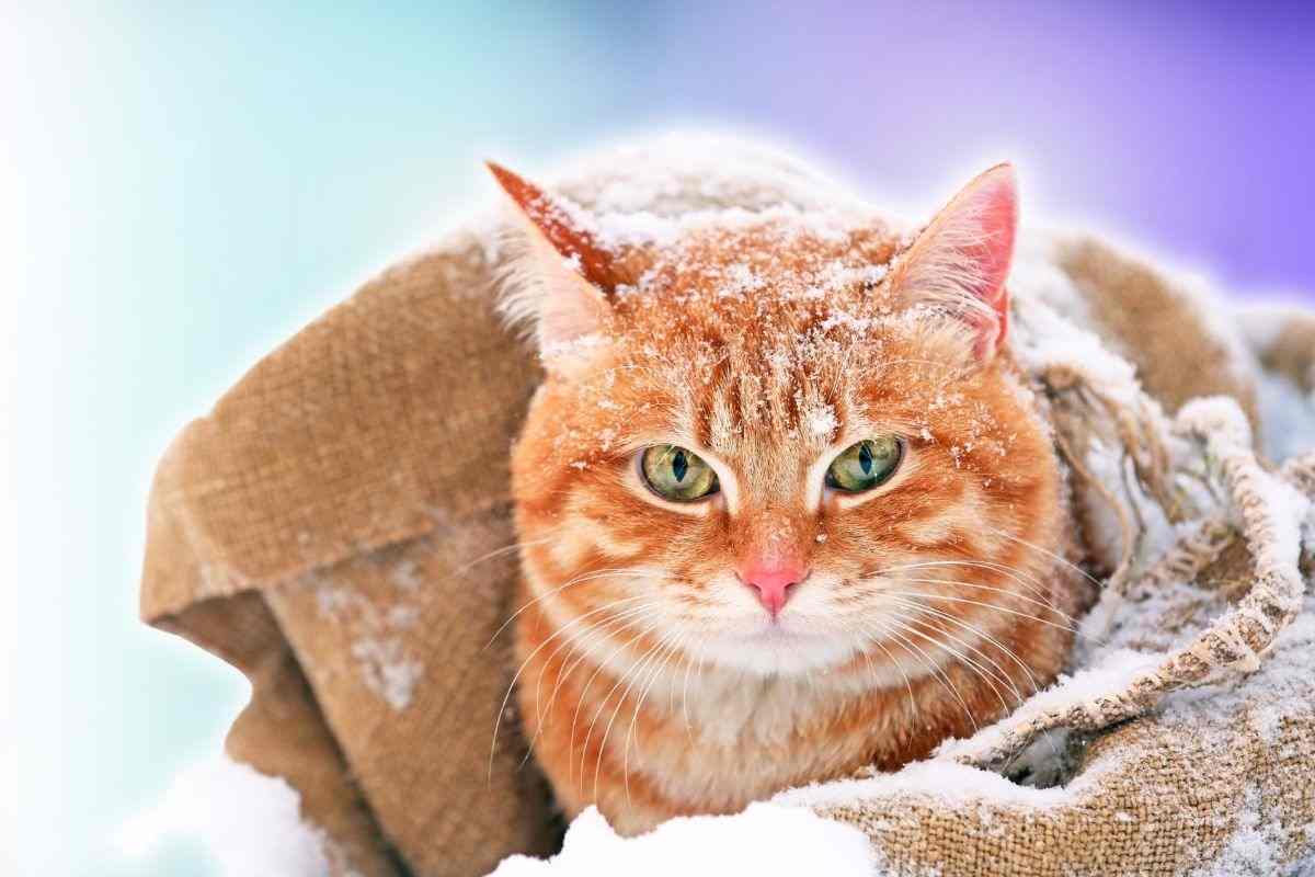 Allarme freddo come proteggere i gatti