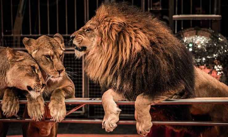 Catturato il leone fuggito dal circo
