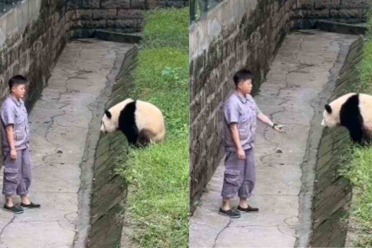 panda vuole giocare video